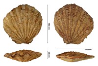 Ctenostreon rugosum